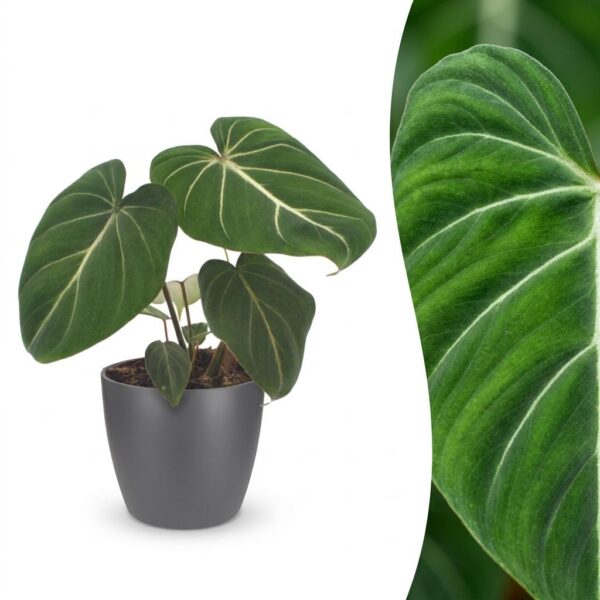 d69c3239b830429190cd4bf727afcb444d6a9b853448468fbb741cc326a8d0ea.jpg Philodendron Gloriosum – Glorie-Philodendron – mit grauem Topf