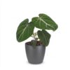 e64b7dde9cb94066ab2c5d0e53f912f62125626c986d47d7bdb0d08f14a4d7e6.jpg Philodendron Gloriosum – Glorie-Philodendron – mit grauem Topf
