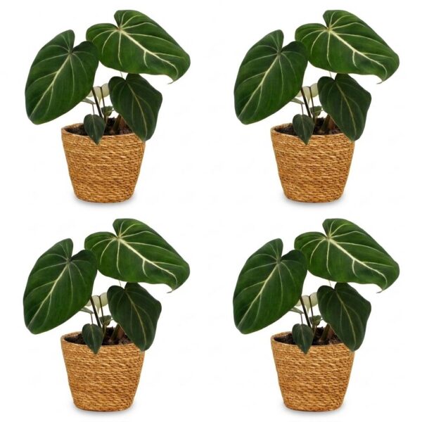 239c207c415949029f8755934aaa77d133649c11f44b43b9a93e61ed571eb9ee.jpg Philodendron Gloriosum – Glorie-Philodendron – 4 Pflanzen – mit Korb