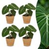 b53ca273aca0492583490257ad5618823fa7da1ba93e4ec584868df3836223f8.jpg Philodendron Gloriosum – Glorie-Philodendron – 4 Pflanzen – mit Korb