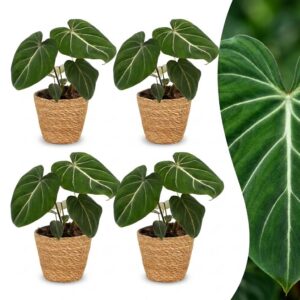 b53ca273aca0492583490257ad5618823fa7da1ba93e4ec584868df3836223f8.jpg Philodendron Gloriosum – Glorie-Philodendron – 4 Pflanzen – mit Korb