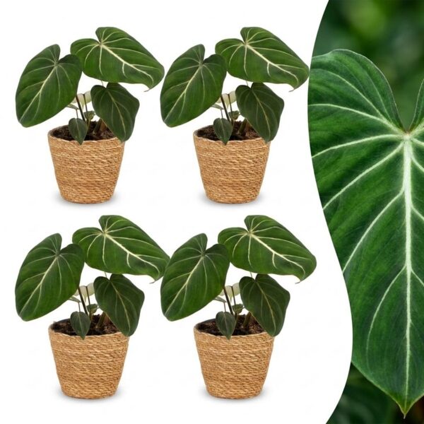 b53ca273aca0492583490257ad5618823fa7da1ba93e4ec584868df3836223f8.jpg Philodendron Gloriosum – Glorie-Philodendron – 4 Pflanzen – mit Korb