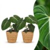 7b7f989af7624ef1a17144c8ff149ed46bbceffb75a24c4494541e79a6461e44.jpg Philodendron Gloriosum – Glorie-Philodendron – 2 Pflanzen – mit Korb