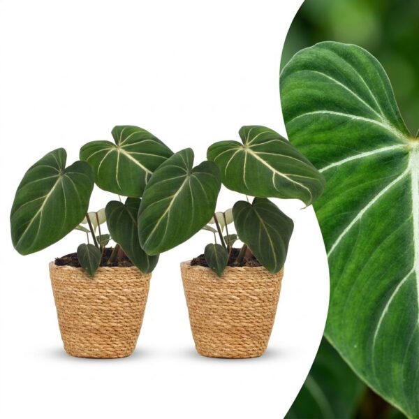 7b7f989af7624ef1a17144c8ff149ed46bbceffb75a24c4494541e79a6461e44.jpg Philodendron Gloriosum – Glorie-Philodendron – 2 Pflanzen – mit Korb
