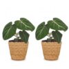 b9633159cf804e9d854baf950e9b689d0180720d3b3346feba2a93e77f7d4c46.jpg Philodendron Gloriosum – Glorie-Philodendron – 2 Pflanzen – mit Korb