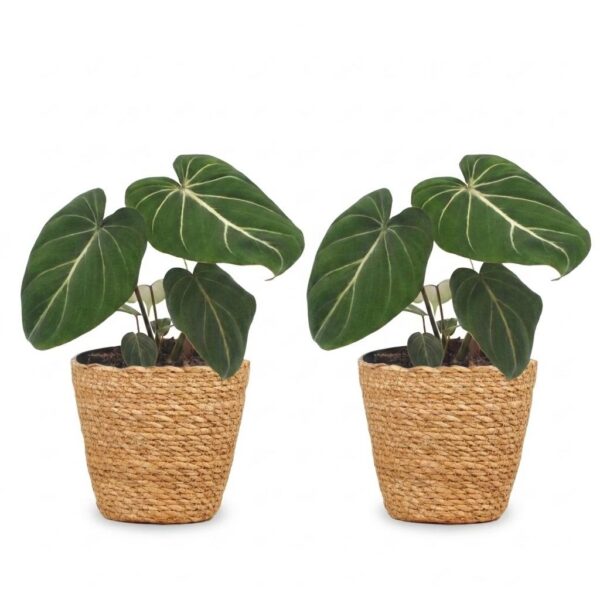 b9633159cf804e9d854baf950e9b689d0180720d3b3346feba2a93e77f7d4c46.jpg Philodendron Gloriosum – Glorie-Philodendron – 2 Pflanzen – mit Korb