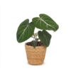 f46d4215e0a94abbb107de7b206b58106f079d7bb1a146e69ea7d6bc60017b78.jpg Philodendron Gloriosum – Glorie-Philodendron – mit Korb