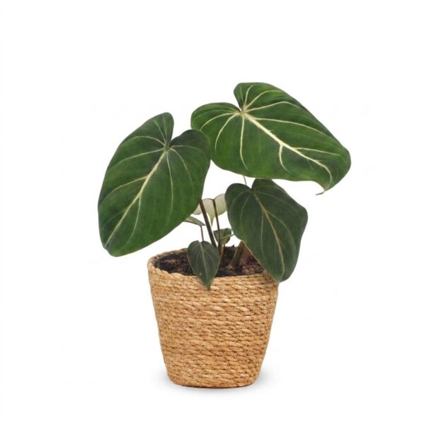 f46d4215e0a94abbb107de7b206b58106f079d7bb1a146e69ea7d6bc60017b78.jpg Philodendron Gloriosum – Glorie-Philodendron – mit Korb