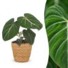 f82f2a5e161b4cfcb7f48d3f82e4930caf8e04ca364d4f6bbb1046ed76d71ef7.jpg Philodendron Gloriosum – Glorie-Philodendron – mit Korb
