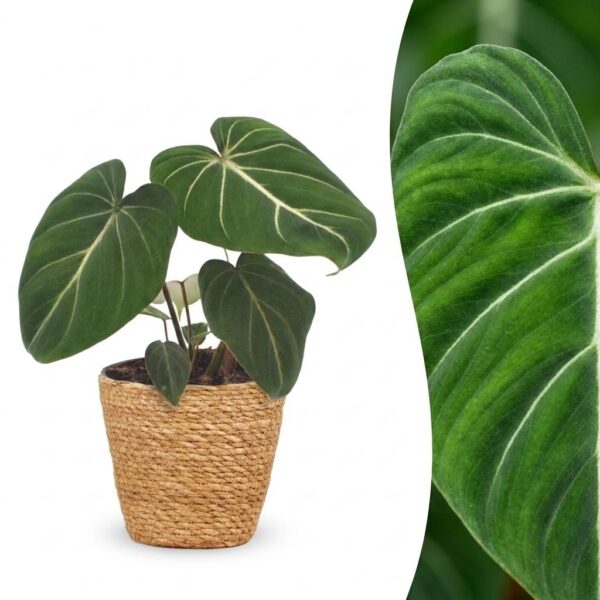 f82f2a5e161b4cfcb7f48d3f82e4930caf8e04ca364d4f6bbb1046ed76d71ef7.jpg Philodendron Gloriosum – Glorie-Philodendron – mit Korb