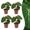 Philodendron Gloriosum – Glorie-Philodendron – 4 Pflanzen