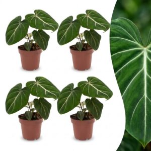 419f16bdf0bd453fa1a7933f1d8a2ed02eae56ede5164b419da0f537d7b3cd1b.jpg Philodendron Gloriosum – Glorie-Philodendron – 4 Pflanzen