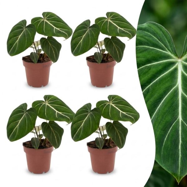 Philodendron Gloriosum – Glorie-Philodendron – 4 Pflanzen