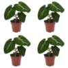 Philodendron Gloriosum – Glorie-Philodendron – 4 Pflanzen