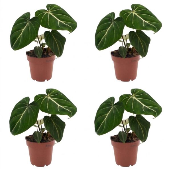Philodendron Gloriosum – Glorie-Philodendron – 4 Pflanzen