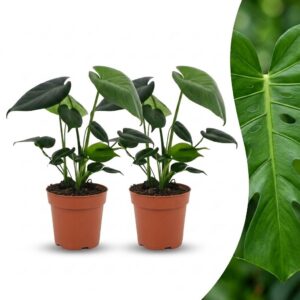 cf8e1fa133ad496785de4463aeb25207606b34423eb04d84bb0a32c106f24bb8.jpg Monstera Deliciosa – Lochblume – 2 Pflanzen