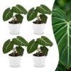 1e4cdbd05e21429da5ed25cc6cfd58c52e17d2e5cf564a94babcc011add8b0ef.jpg Philodendron Gloriosum – Glorie-Philodendron – 4 Pflanzen – mit weißem Topf
