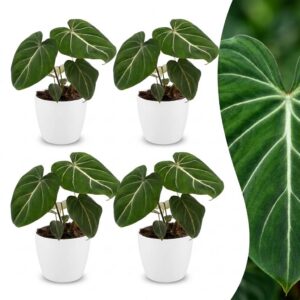 1e4cdbd05e21429da5ed25cc6cfd58c52e17d2e5cf564a94babcc011add8b0ef.jpg Philodendron Gloriosum – Glorie-Philodendron – 4 Pflanzen – mit weißem Topf