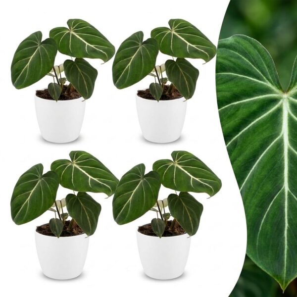 1e4cdbd05e21429da5ed25cc6cfd58c52e17d2e5cf564a94babcc011add8b0ef.jpg Philodendron Gloriosum – Glorie-Philodendron – 4 Pflanzen – mit weißem Topf
