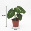 2cb881fc2e974e9a85d5926decb22acdd037822e6682443e83342d8fd9b6cd59.jpg Philodendron Gloriosum – Glorie-Philodendron – 4 Pflanzen – mit weißem Topf