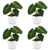 ba9d449f1220493dab8ddbc15c98b979606f490cb35a472aa69923d531dce035.jpg Philodendron Gloriosum – Glorie-Philodendron – 4 Pflanzen – mit weißem Topf