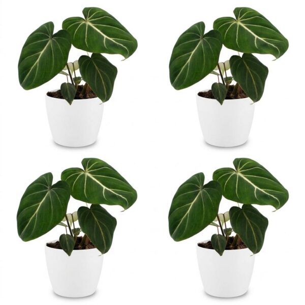 ba9d449f1220493dab8ddbc15c98b979606f490cb35a472aa69923d531dce035.jpg Philodendron Gloriosum – Glorie-Philodendron – 4 Pflanzen – mit weißem Topf