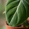 7c3db9b1bba54ed4a8805ebd05ae241b44e5a478a6544157849db663826ea6ad.jpg Philodendron Gloriosum – Glorie-Philodendron – 2 Pflanzen – mit weißem Topf