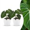 e7701e03459c43348b565fdb7ac883b08c7c9d0351f24e4aafdbc27113c5c161.jpg Philodendron Gloriosum – Glorie-Philodendron – 2 Pflanzen – mit weißem Topf