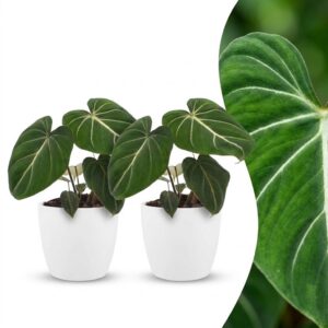 e7701e03459c43348b565fdb7ac883b08c7c9d0351f24e4aafdbc27113c5c161.jpg Philodendron Gloriosum – Glorie-Philodendron – 2 Pflanzen – mit weißem Topf