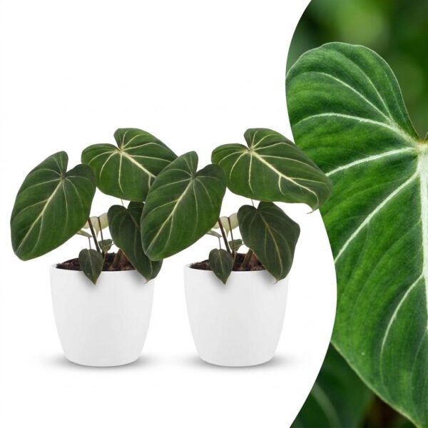 e7701e03459c43348b565fdb7ac883b08c7c9d0351f24e4aafdbc27113c5c161.jpg Philodendron Gloriosum – Glorie-Philodendron – 2 Pflanzen – mit weißem Topf