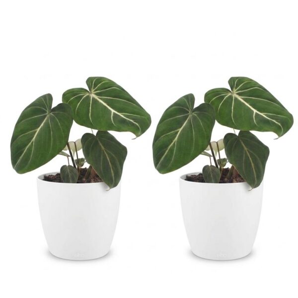 fe84dee22530449f96dff2acd0ad14f6d11bd2cc9e2b4d268a4d18e636dc7e56.jpg Philodendron Gloriosum – Glorie-Philodendron – 2 Pflanzen – mit weißem Topf
