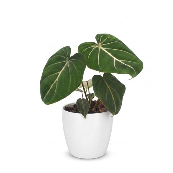 394bb138e7034fb5ad576db60c563dc7dbe6479ea31e40c198cf396e0d31a286.jpg Philodendron Gloriosum – Glorie-Philodendron – mit weißem Topf