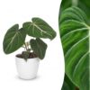 cb326bdb0cd743719c7f0d00eb7b533d1514fc1c5a4346c9a90df20def28dc27.jpg Philodendron Gloriosum – Glorie-Philodendron – mit weißem Topf