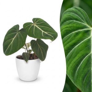 cb326bdb0cd743719c7f0d00eb7b533d1514fc1c5a4346c9a90df20def28dc27.jpg Philodendron Gloriosum – Glorie-Philodendron – mit weißem Topf
