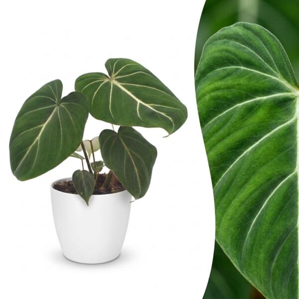 cb326bdb0cd743719c7f0d00eb7b533d1514fc1c5a4346c9a90df20def28dc27.jpg Philodendron Gloriosum – Glorie-Philodendron – mit weißem Topf