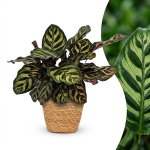 515fa3f0fc8e4fa082b16004151840d9004dbdfa9ee7493aa213776f8cef2ac6.jpg Calathea Makoyana – Pfauenpflanze – mit Korb