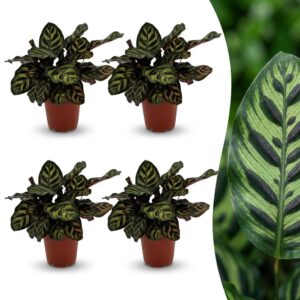 6c39a7a423464b92873c886de8e3d940060acf165db94610a4995430a4fef11d.jpg Calathea Makoyana – Pfauenpflanze – 4 Pflanzen