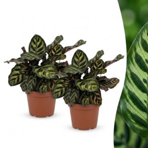 29a63f1ac180414884c6c58831d335abc21048368f534a2da9f6fd56a88e8717.jpg Calathea Makoyana – Pfauenpflanze – 2 Pflanzen