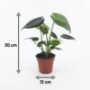 0cfc5f9be944438bbbd827e43ef94d4098e5fa4def4d4362bc1c7a7593a2a294.jpg Monstera Deliciosa – Lochblume – 2 Pflanzen – mit weißem Topf