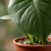 72c38f190e944c7f8f9cf987b656f9230433bdc7fa1348b7ad60932a6fbbac32.jpg Monstera Deliciosa – Lochblume – 2 Pflanzen – mit weißem Topf