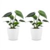 b4dd59ae5c334a3da7c142f7609035fb71e6a97dccb44da2a4144b18676e402f.jpg Monstera Deliciosa – Lochblume – 2 Pflanzen – mit weißem Topf