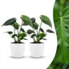 d0bb45626a7f4462a66e20ce7fc49f79ed0e3651d3404b19a36c53713f52c2c2.jpg Monstera Deliciosa – Lochblume – 2 Pflanzen – mit weißem Topf