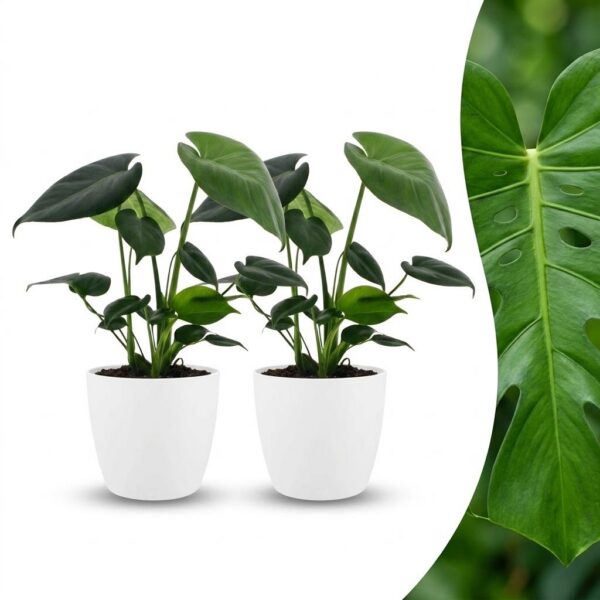 d0bb45626a7f4462a66e20ce7fc49f79ed0e3651d3404b19a36c53713f52c2c2.jpg Monstera Deliciosa – Lochblume – 2 Pflanzen – mit weißem Topf