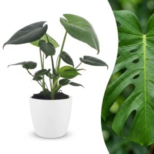 b38f1f8ae0954935bfcecc12f65cc6f928e36d6937d944b49feba9bb5b4b0e26.jpg Monstera Deliciosa – Lochblume – mit weißem Topf