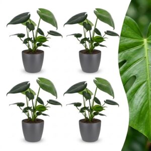 2644e219f586445bbb400ed80414cb44696b54d4776c480ca4cdd09739e66a3e.jpg Monstera Deliciosa – Lochblume – 4 Pflanzen – mit grauem Topf