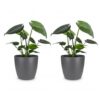 5f521f13017d48c19ea305497ece513e84537dd7bc364350b023bfb3ad83e502.jpg Monstera Deliciosa – Lochblume – 2 Pflanzen – mit grauem Topf