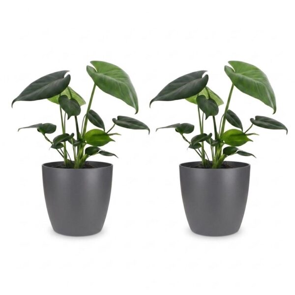 5f521f13017d48c19ea305497ece513e84537dd7bc364350b023bfb3ad83e502.jpg Monstera Deliciosa – Lochblume – 2 Pflanzen – mit grauem Topf