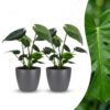 bf24bb68127246699892f087cd4622c052bd39f77f274d51900ec752d7e7c2b6.jpg Monstera Deliciosa – Lochblume – 2 Pflanzen – mit grauem Topf