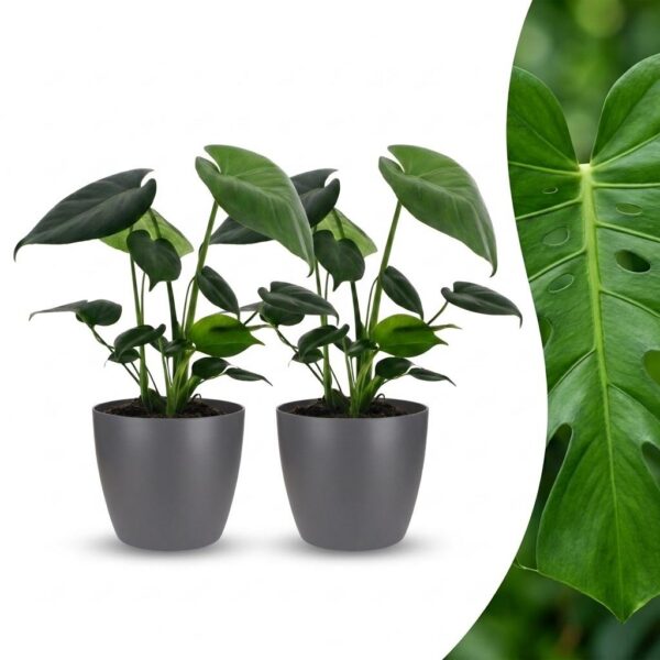 bf24bb68127246699892f087cd4622c052bd39f77f274d51900ec752d7e7c2b6.jpg Monstera Deliciosa – Lochblume – 2 Pflanzen – mit grauem Topf