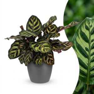 8ab97766886541238c57bc054c3aafc1764d812f16bf40a2b71da2567dffda3d.jpg Calathea Makoyana – Pfauenpflanze – mit grauem Topf